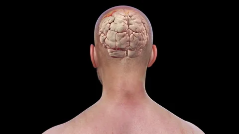 Postcentral gyrus of brain, animation Stock Footage 295180480