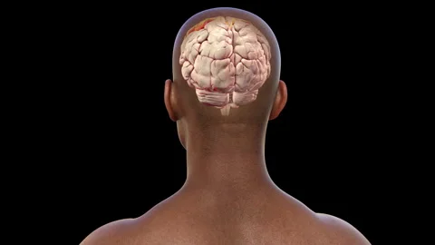 Postcentral gyrus of brain, animation Stock Footage 295180845