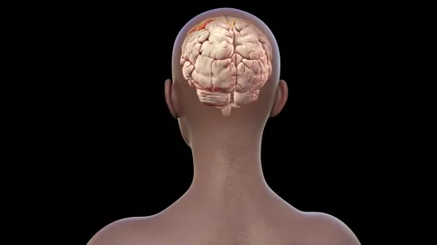 Postcentral gyrus of brain, animation Stock Footage 295181259
