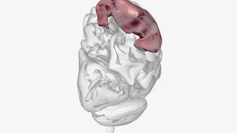 The postcentral gyrus is on the lateral surface of the parietal lobes between 스톡 동영상 271037914