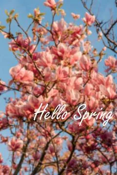 Poster card spring text lettering Hello Spring on bloom blossom tree flowers Stock Photos
