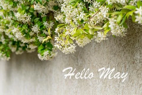 Poster card spring text lettering Hello May on romantic bloom blossom flowers Stock Photos