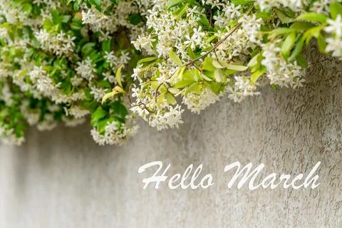 Poster card spring text lettering Hello March on romantic bloom blossom flowe Stock Photos