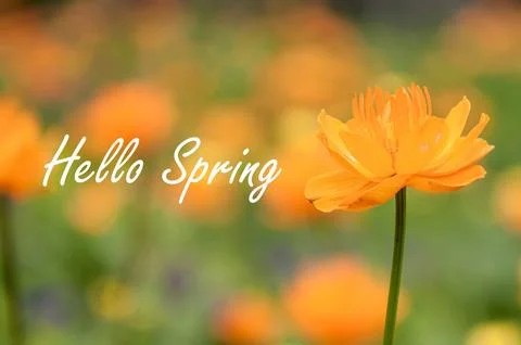 Poster card spring text lettering Hello Spring on bloom blossom tree flowers Stock Photos