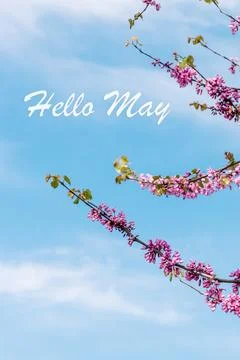 Poster card spring text lettering Hello May on romantic bloom blossom flowers Stock Photos