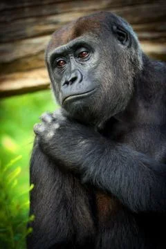 Poster female gorilla. Stock Photos