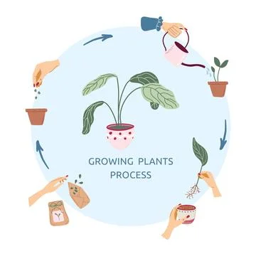 Poster for growing plants process Stock Illustration