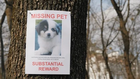 Poster with information about the missing pet - a little puppy Stock Footage 106008362