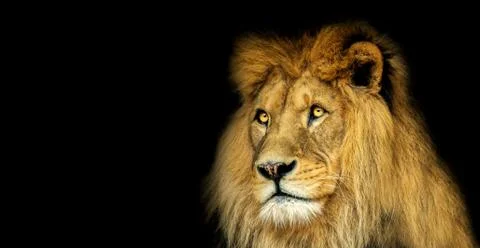 Poster with lion Stock Photos