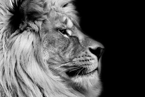 Poster lion Stock Photos