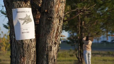 Poster of missing cat with picture hangs on tree in park Stock Footage 161830687
