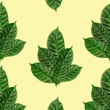 Poster natural background pattern of green leaves on a yellow toned backgroun Stock Photos