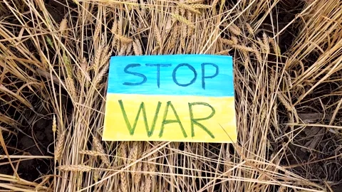 Poster no war in Ukraine on spikelets of wheat. Stock Footage 200041564