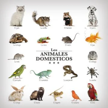 Poster of pets in spanich 스톡 사진
