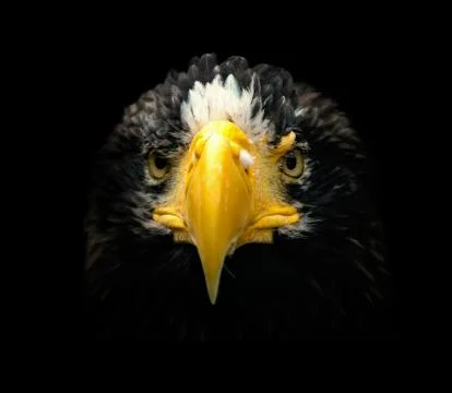 Poster, portrait eagle with black backround Stock Photos