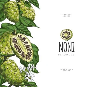 Poster with seamless sidebar of noni fruit with leaves and flowers. Stock Illustration