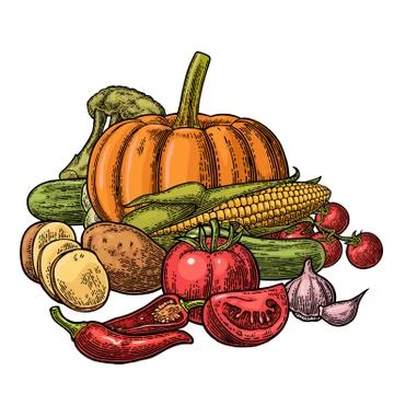 Poster with set vegetables. Cucumbers, Garlic, Corn, Pepper, Broccoli, Pota.. Illustrazione stock