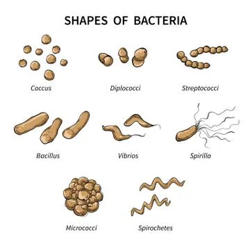 Poster shapes of bacteria on white background Stock Illustration