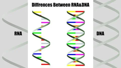 Poster showing differences between RNA and DNA. Illustration Stock Photos