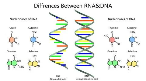 Poster showing differences between RNA and DNA on white background. Illustr.. Stock Photos