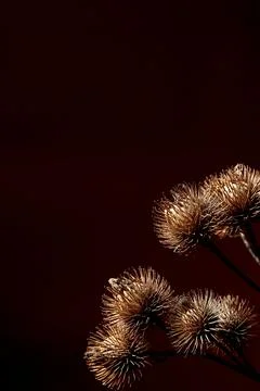 Poster with a sprig of dry burdock root. Minimalist still life composition .. Stock Photos