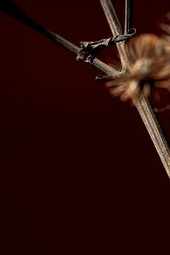 Poster with a sprig of dry burdock root. Minimalist still life composition .. Stock Photos