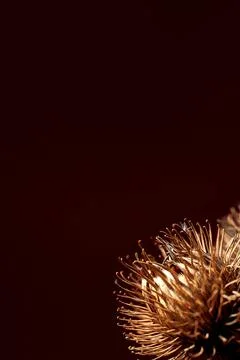 Poster with a sprig of dry burdock root. Minimalist still life composition .. Stock Photos
