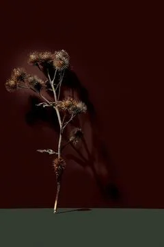 Poster with a sprig of dry burdock root. Minimalist still life composition .. Stock Photos