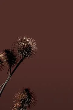 Poster with a sprig of dry burdock root. Minimalist still life composition .. Stock Photos