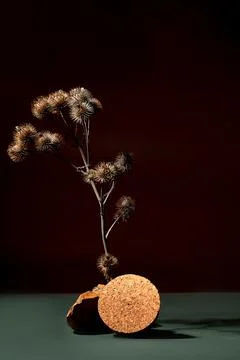 Poster with a sprig of dry burdock root. Minimalist still life composition .. Stock Photos