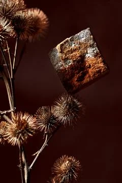 Poster with a sprig of dry burdock root. Minimalist still life composition .. Stock Photos