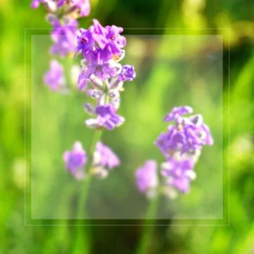 Poster with transparent frame, blurred macro of lavender bunch 写真素材