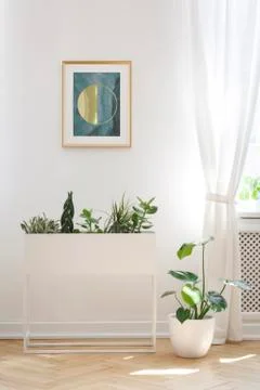Poster on white wall above plants in living room interior with drapes at wind Stock Photos