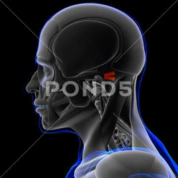 Posterior Auricular Muscle Anatomy For Medical Concept 3D ~ Clip Art ...