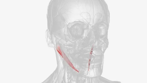 Posterior belly of the digastric muscle | Stock Video | Pond5