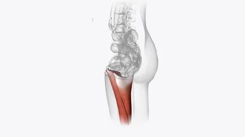 The posterior compartment of the thigh contains the hamstring muscles Stock Illustration