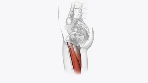 The posterior compartment of the thigh contains the hamstring muscles Stock Illustration