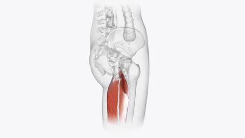The posterior compartment of the thigh contains the hamstring muscles Stock Illustration