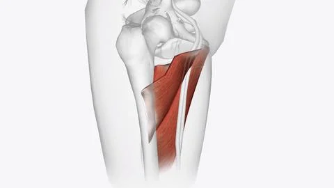 The posterior compartment of the thigh contains the hamstring muscles Stock Illustration