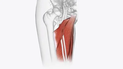 The posterior compartment of the thigh contains the hamstring muscles Stock Illustration