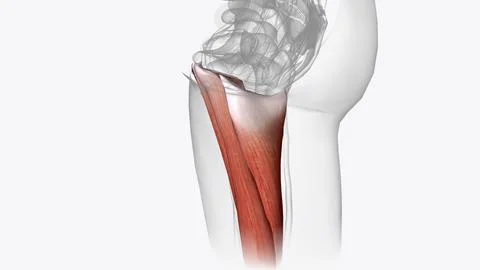 The posterior compartment of the thigh contains the hamstring muscles Stock Illustration