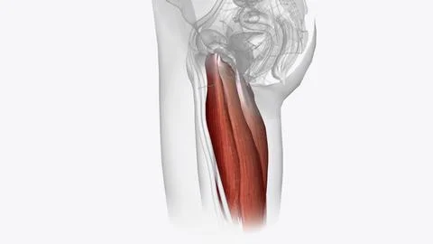 The posterior compartment of the thigh contains the hamstring muscles Stock Illustration