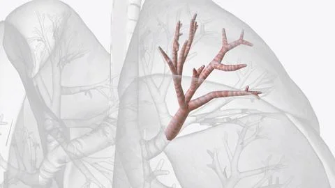 The posterior segmental bronchus of the right superior lobe bronchus ramifi.. Stock Illustration