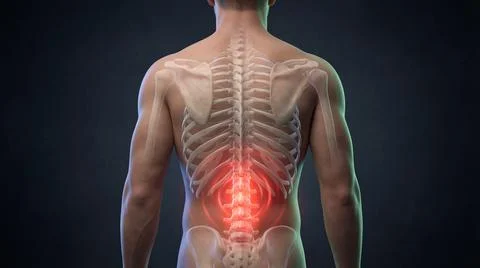 Posterior view human skeletal system highlighting lumbar spine pain and anato Stock Illustration