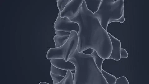 Posterior view of spine bones X-ray of 3D illustration Stock Illustration
