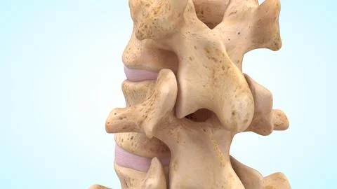 Posterior view of the Vertebral Column bones of 3d illustration Illustrazione stock