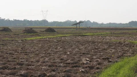 Postharvest Field with Rural Structures Stock Footage 326154440