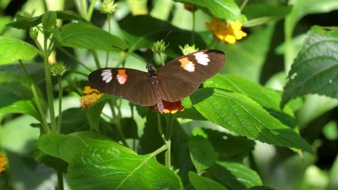 Postman Butterfly on a Flower Stock Footage 165960308