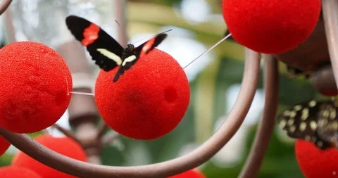 Postman Butterfly Stock Footage 124992140