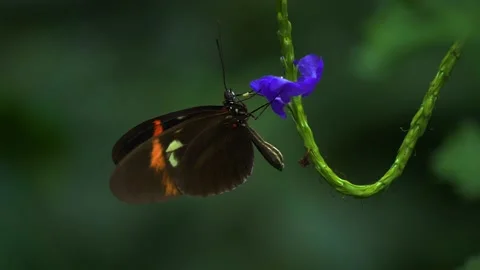 A postman butterfly Stock Footage 144322532